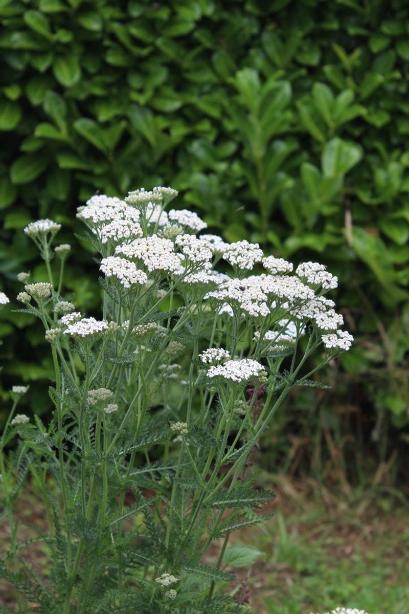 Yarrow Fooling Gardeners From A Distance Yarrow Fooling Gardeners From A Distance