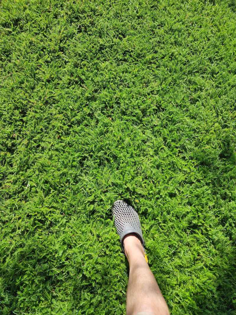 Yarrow Handles Dry Summer Conditions Better Than Traditional Lawn