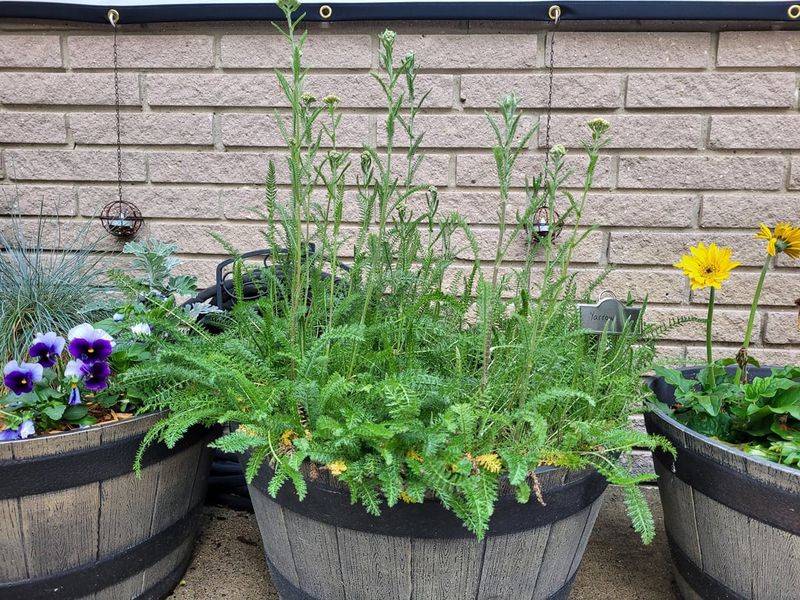 Yarrow Keeps A Pot Full Without Starting Over Yarrow Keeps A Pot Full Without Starting Over