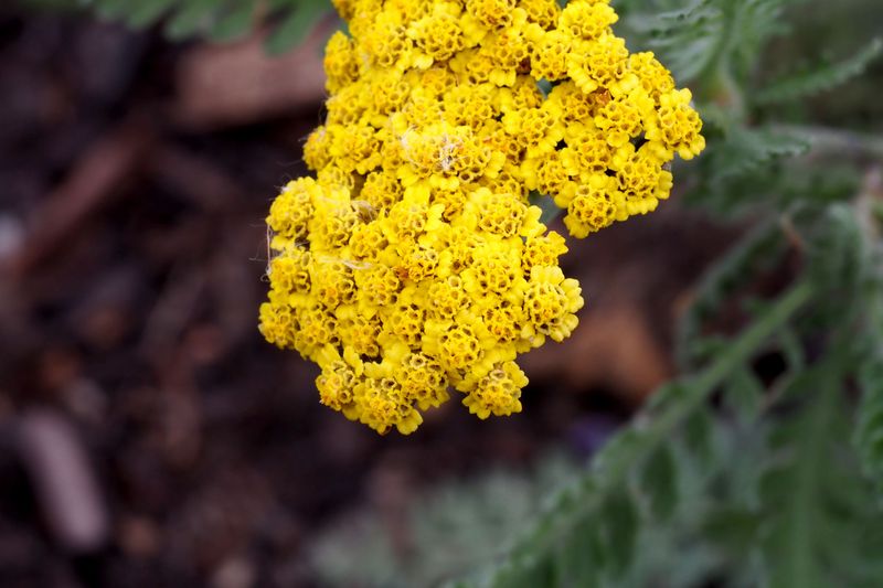 Yarrow Persists With Minimal Maintenance Yarrow Persists With Minimal Maintenance