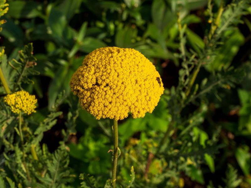 Yarrow Rebounds Quickly With Fresh Blooms Yarrow Rebounds Quickly With Fresh Blooms