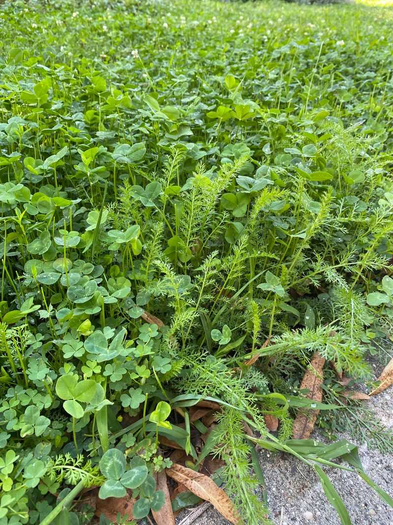 Yarrow Works Best In Sunny Open Spaces