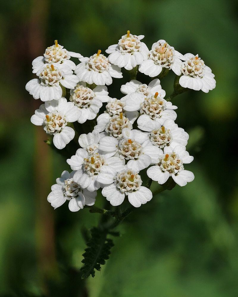 Yarrow Yarrow
