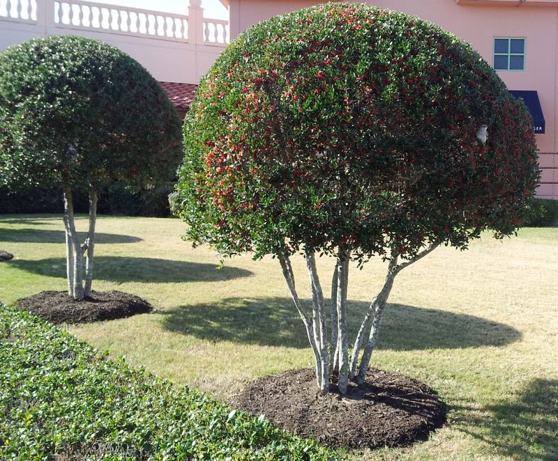 Yaupon Holly