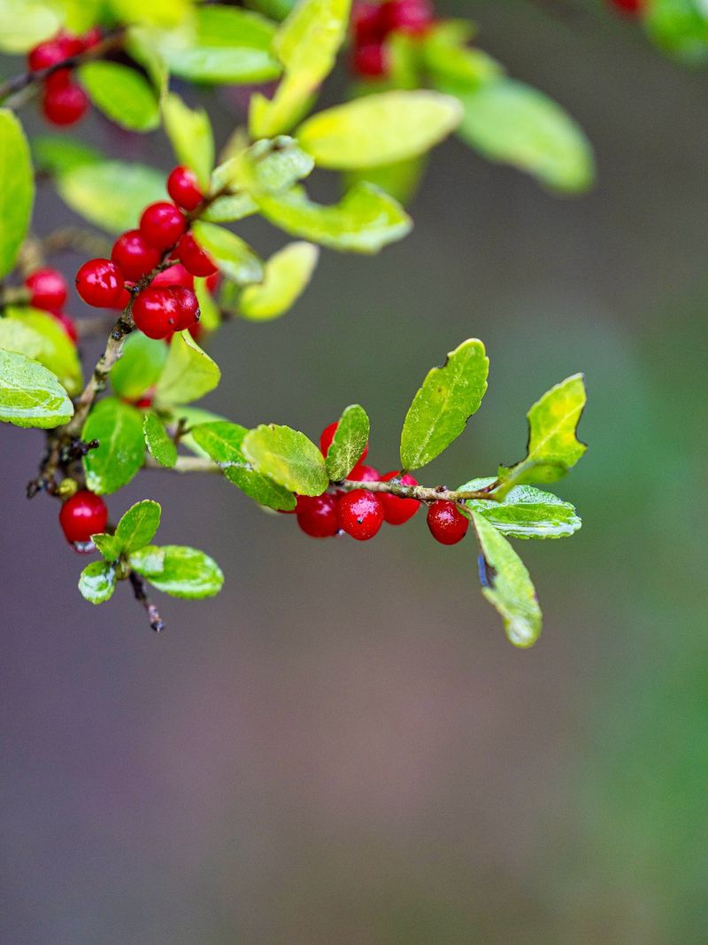Yaupon Holly