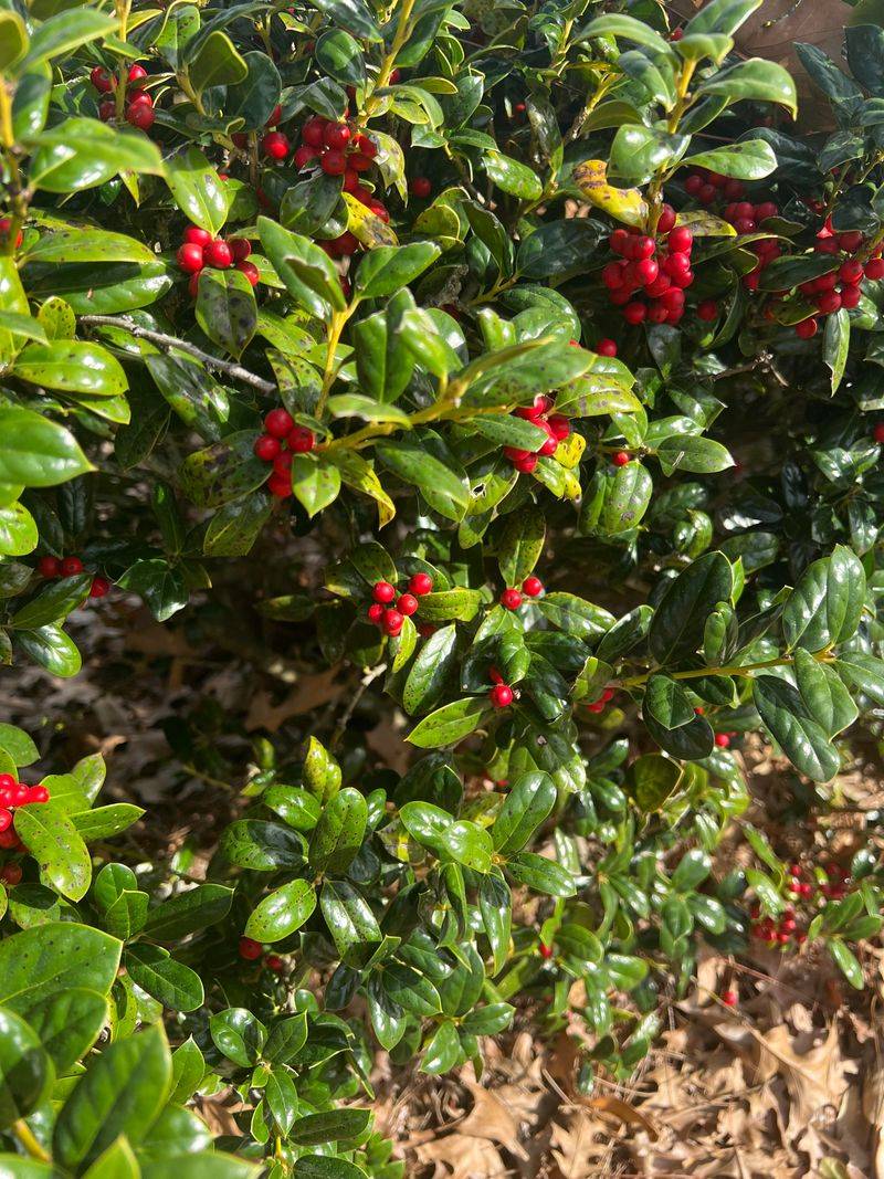 Yaupon Holly Yaupon Holly