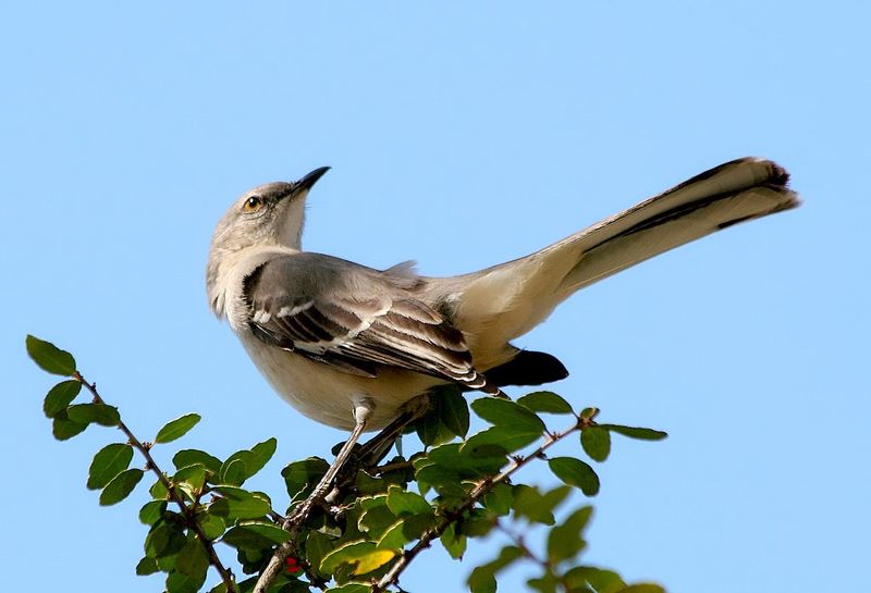 Yaupon Holly Builds The Dense Cover Mockingbirds Look For Yaupon Holly Builds The Dense Cover Mockingbirds Look For