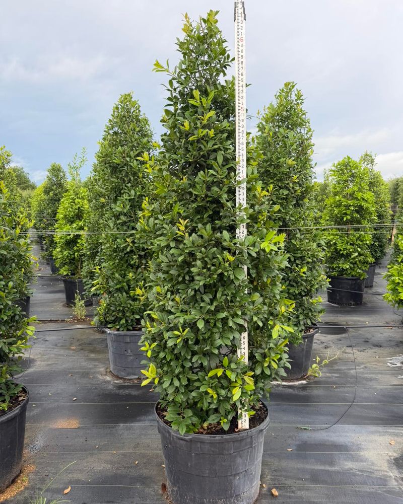 Yaupon Holly Works As A Native Privacy Tree