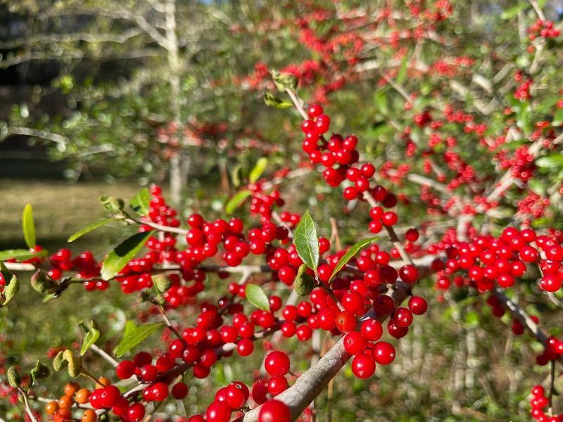 Yaupon Holly Yaupon Holly
