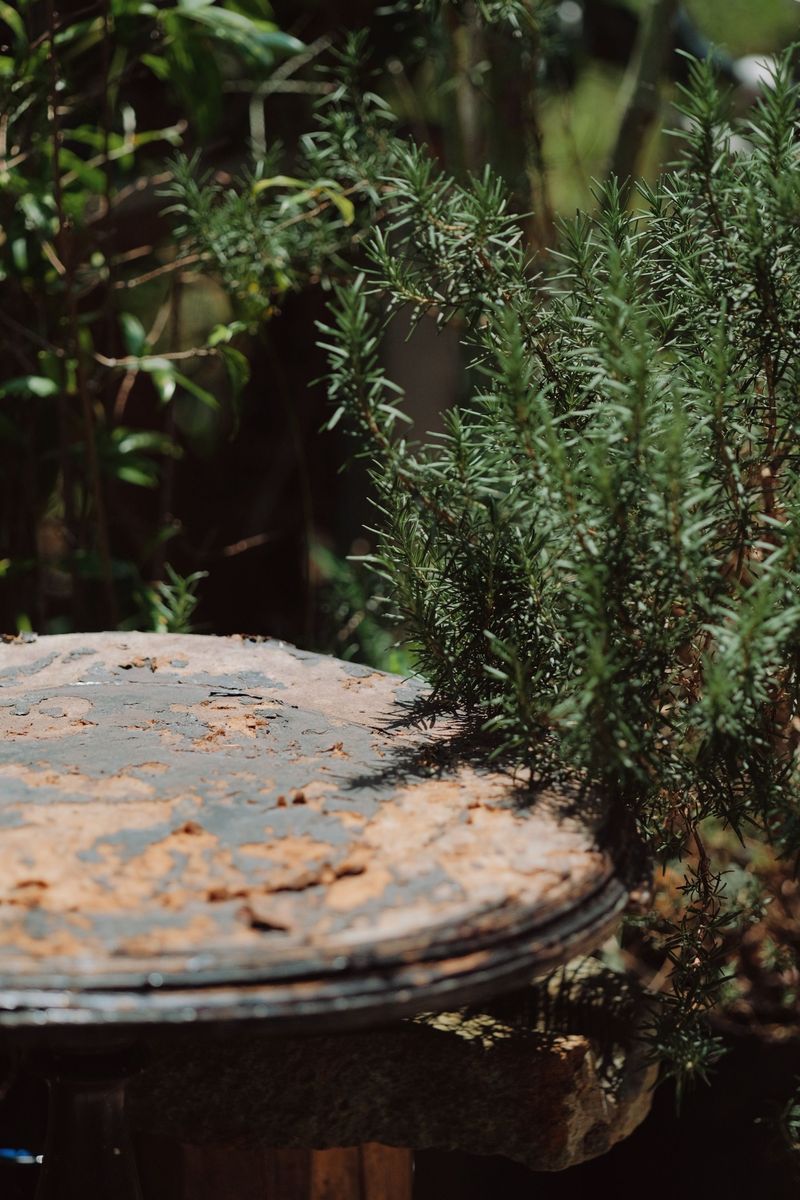 Year-Round Greenery Adds Curb Appeal