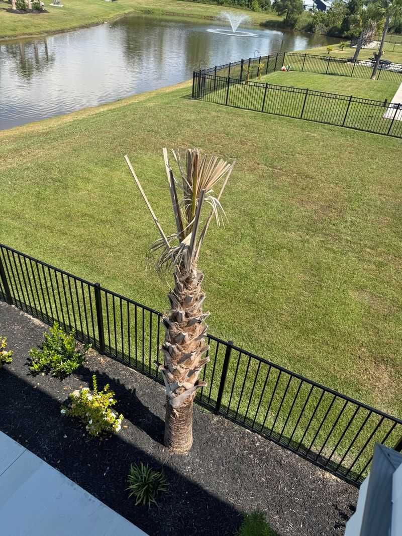 Years Of Overpruning Can Change The Palm Itself