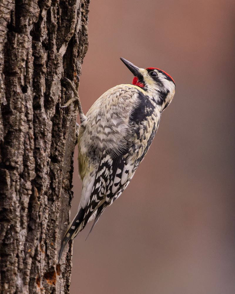 Yellow-Bellied Sapsuckers Begin Showing Up As Fall Moves Along