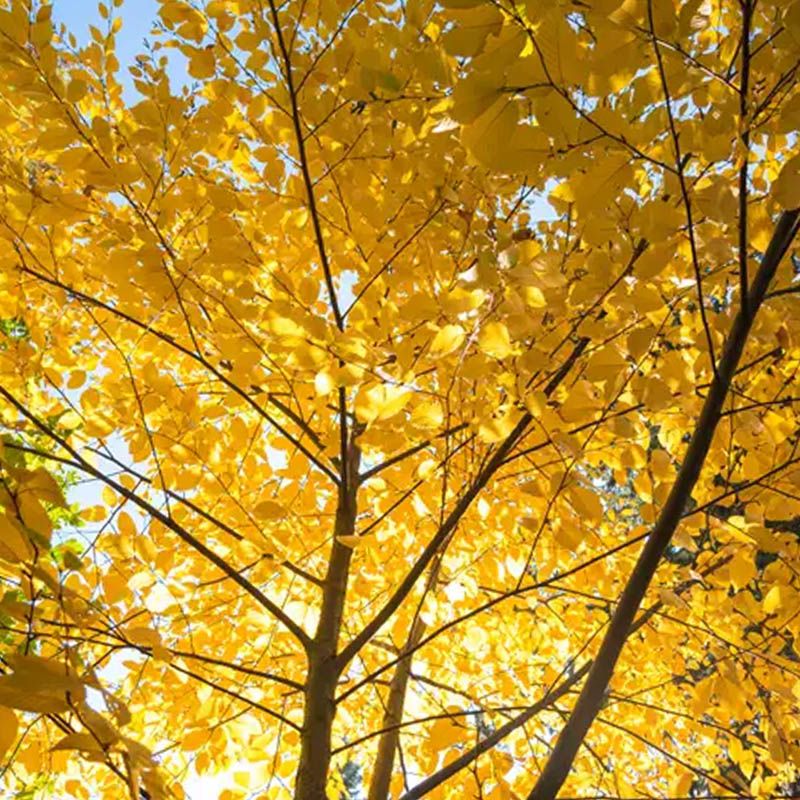 Yellow Birch
