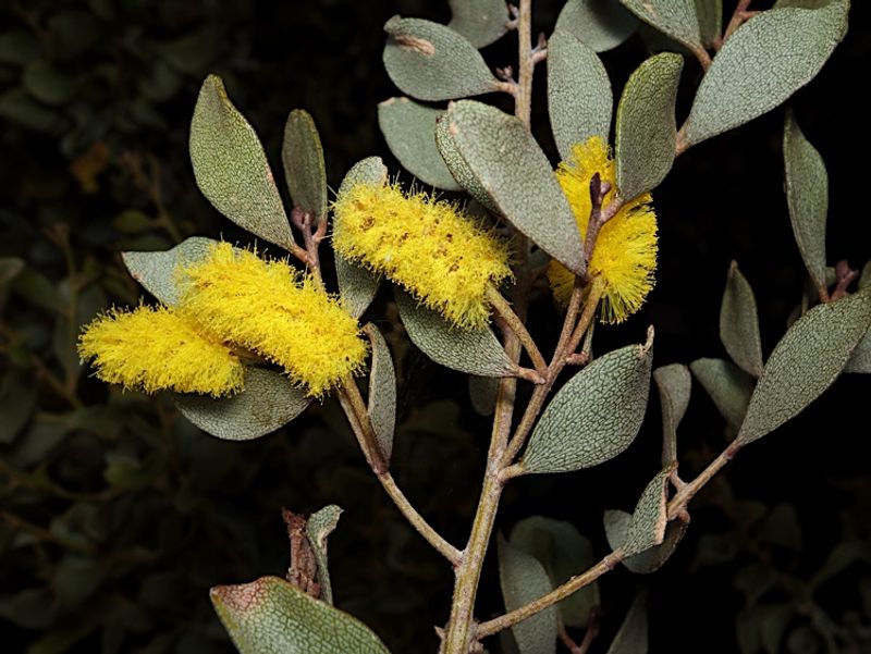 Yellow Blooms Add Seasonal Color In Spring