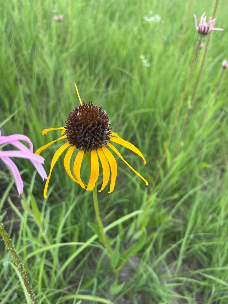 Yellow Coneflower Blooms When Summer Aphids Can Be Building