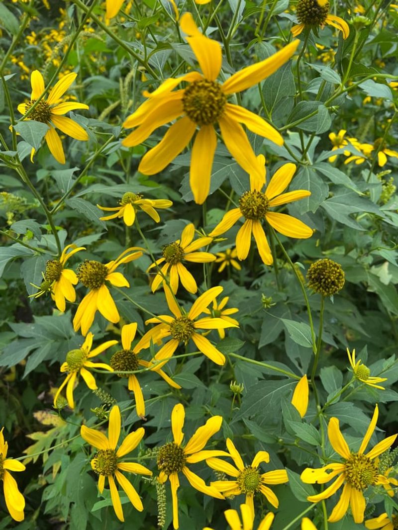 Yellow Coneflower Gives Hoverflies An Easy Flower To Feed From