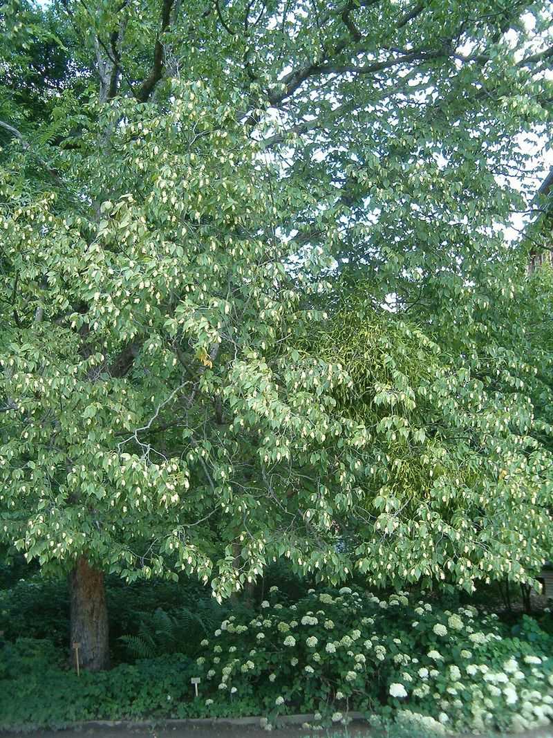 Yellow Fall Color Adds Something Most Shade Trees Skip Yellow Fall Color Adds Something Most Shade Trees Skip