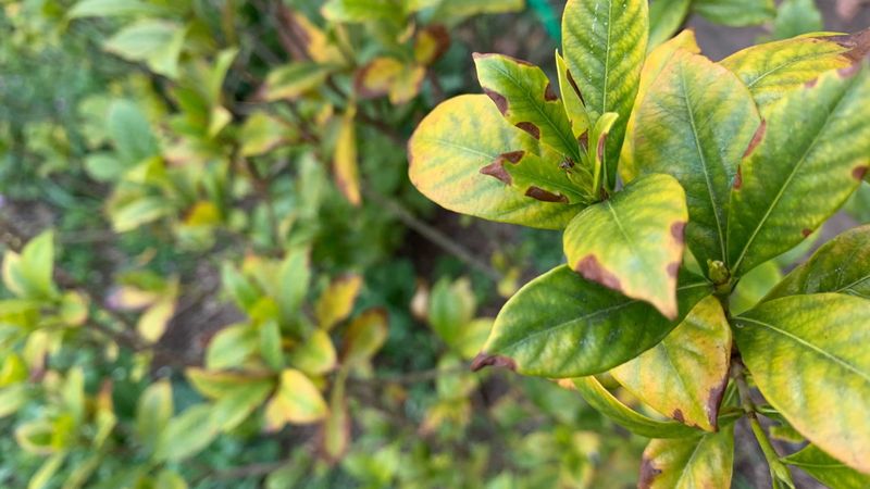 Yellow Fall Leaves Do Not Automatically Need Fixing