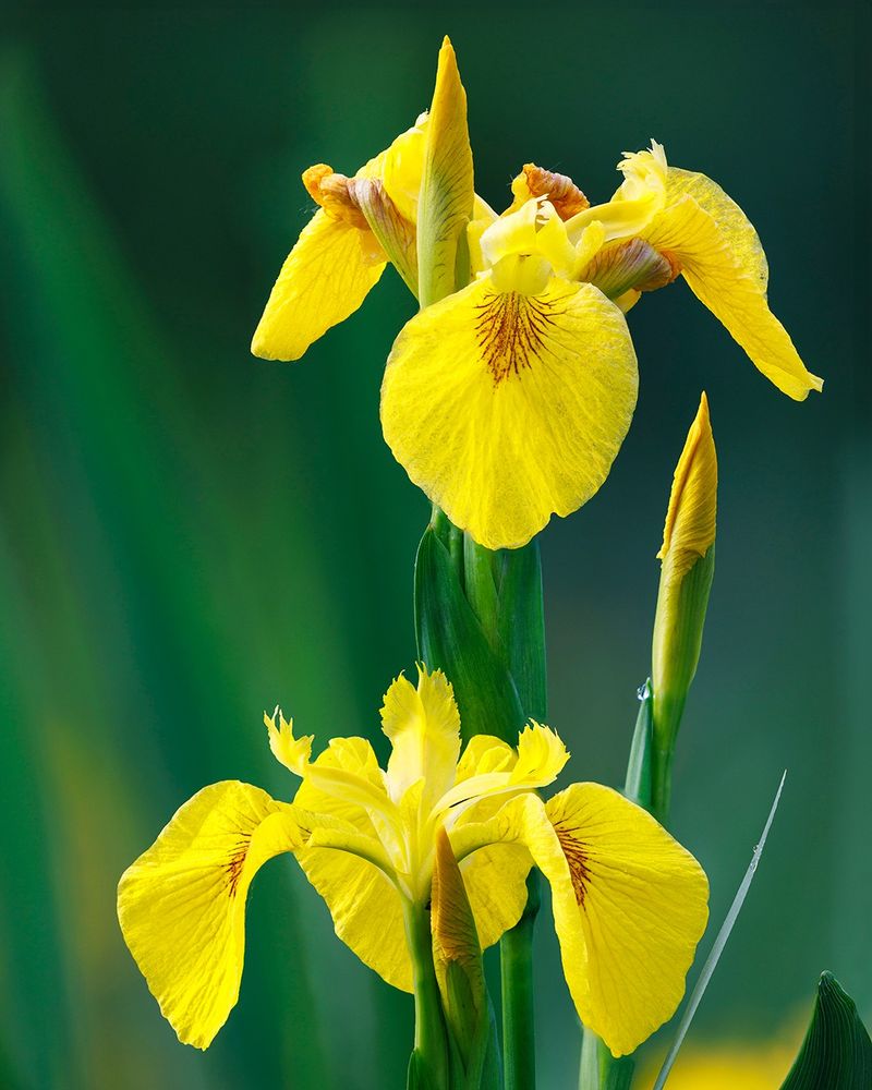 Yellow Flag Iris Escapes Water Gardens Yellow Flag Iris Escapes Water Gardens
