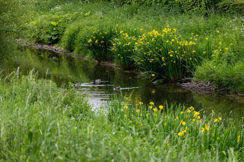 Yellow Flag Iris Invades Ponds And Streams Yellow Flag Iris Invades Ponds And Streams