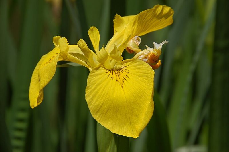 Yellow Flag Iris Is Not As Harmless As It Looks