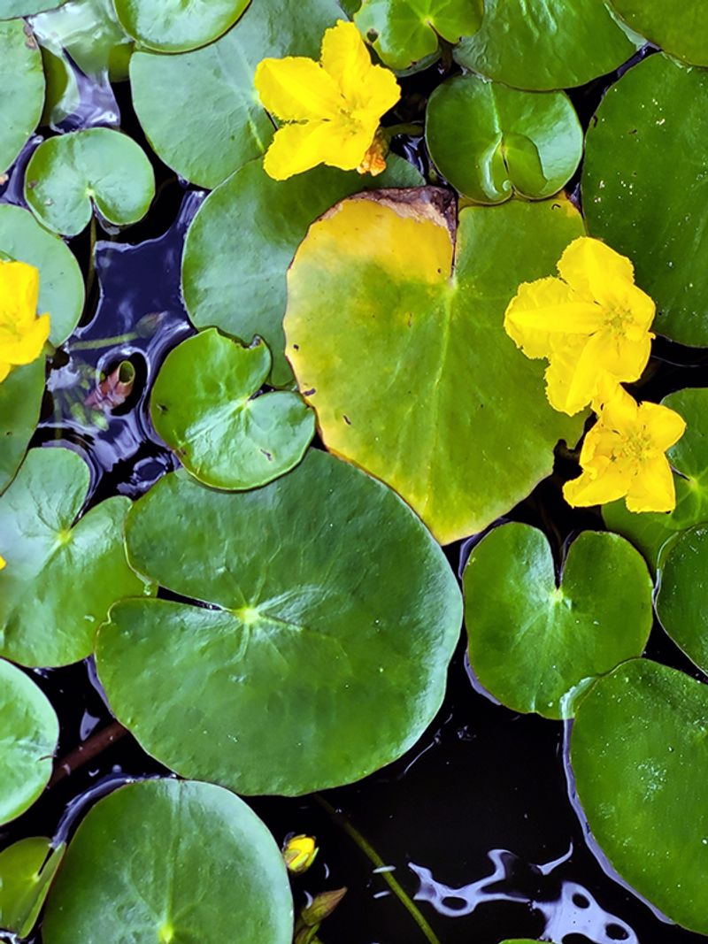 Yellow Floating Heart Is Prohibited Yellow Floating Heart Is Prohibited
