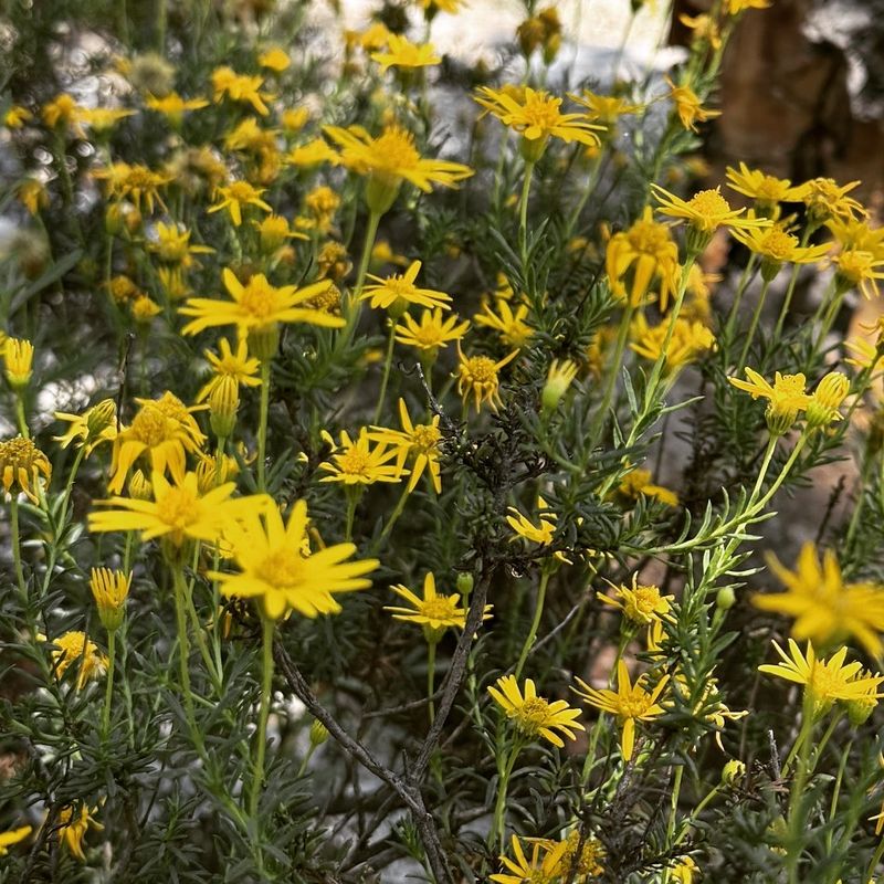 Yellow Flowers Add Color Through Warm Months Yellow Flowers Add Color Through Warm Months