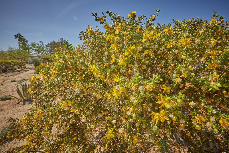 Yellow Flowers Add Interest During The Growing Season