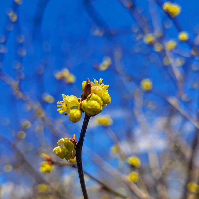 Yellow Flowers Appear Early In Spring