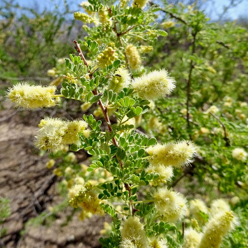 Yellow Flowers Bring Color During The Blooming Season Yellow Flowers Bring Color During The Blooming Season