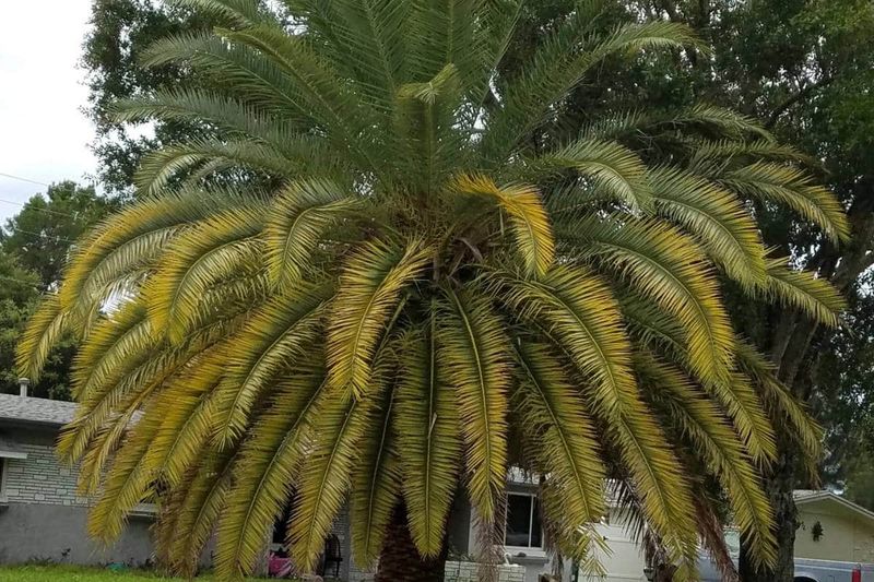 Yellow Fronds May Still Be Feeding New Growth