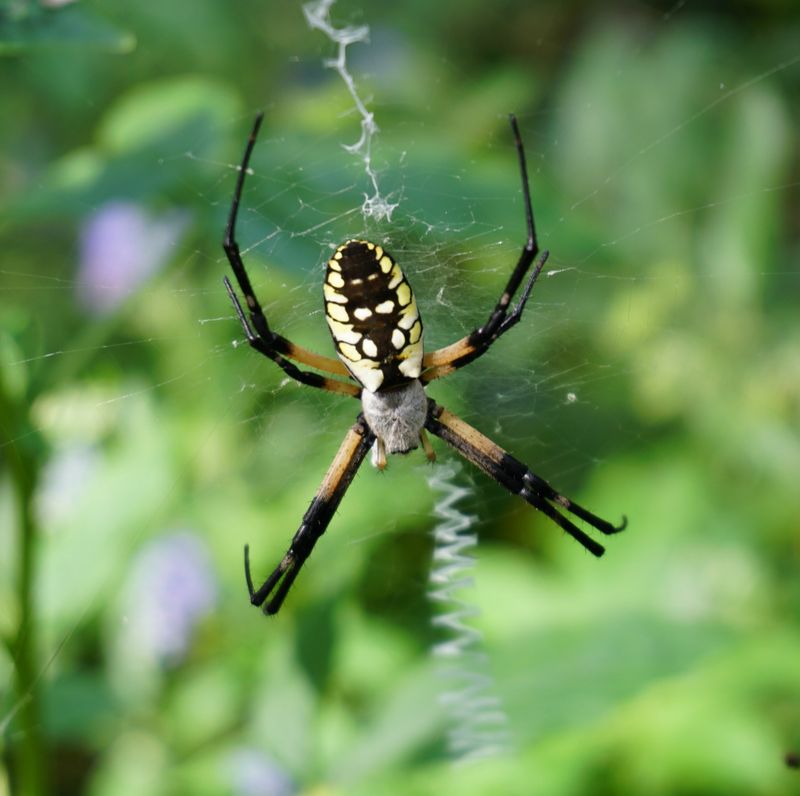 Yellow Garden Spider Catches Many Garden Pests