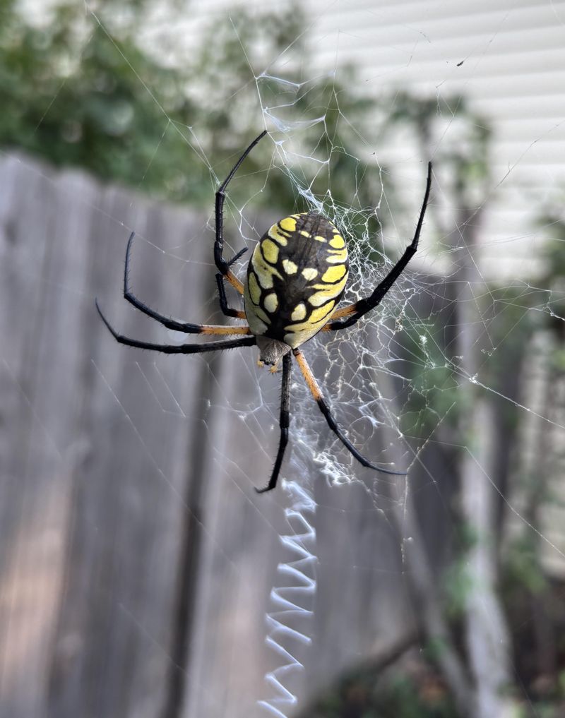 Yellow Garden Spiders Are Easier To Recognize Now Yellow Garden Spiders Are Easier To Recognize Now