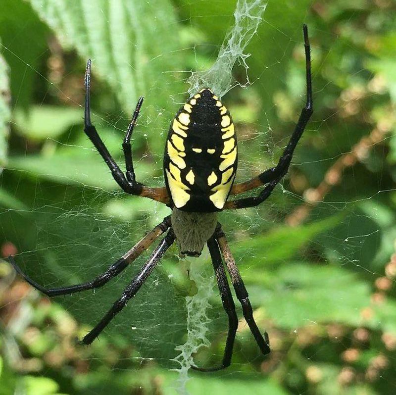 Yellow Garden Spiders Build Large Summer Webs Yellow Garden Spiders Build Large Summer Webs