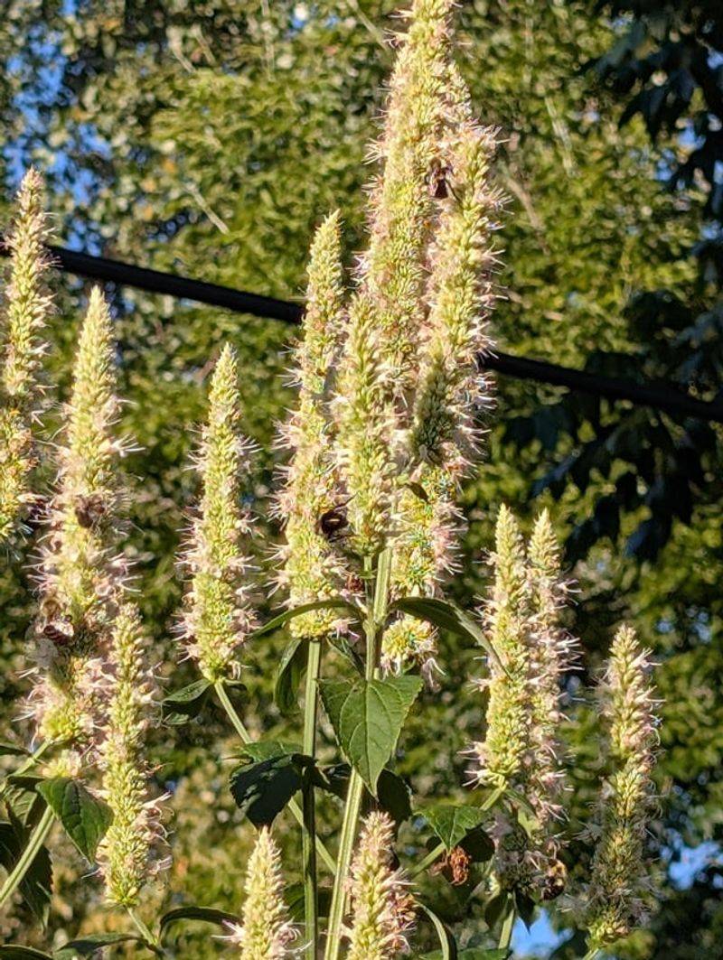 Yellow Giant Hyssop Comes Back From Fallen Seed