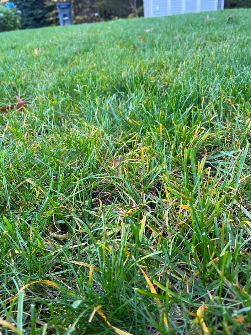 Yellow Grass Does Not Automatically Need Nitrogen