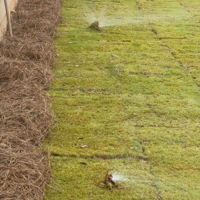 Yellow Grass May Be Sitting In Too Much Water