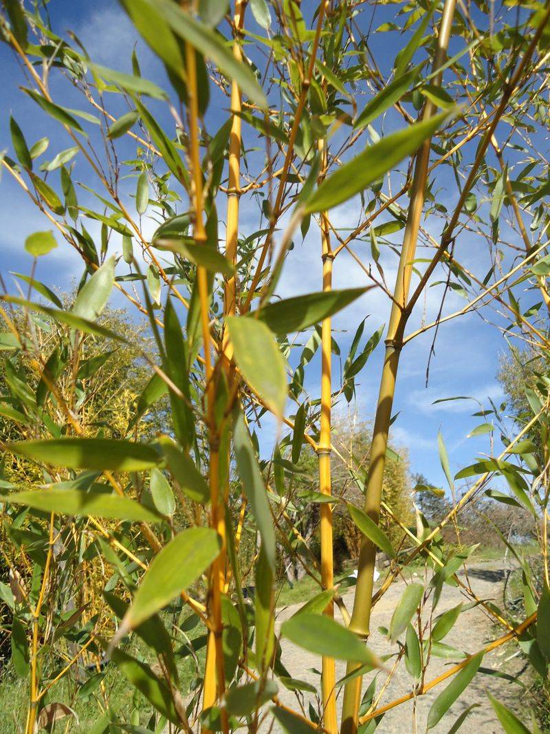 Yellow Groove Bamboo Faces Extra Scrutiny