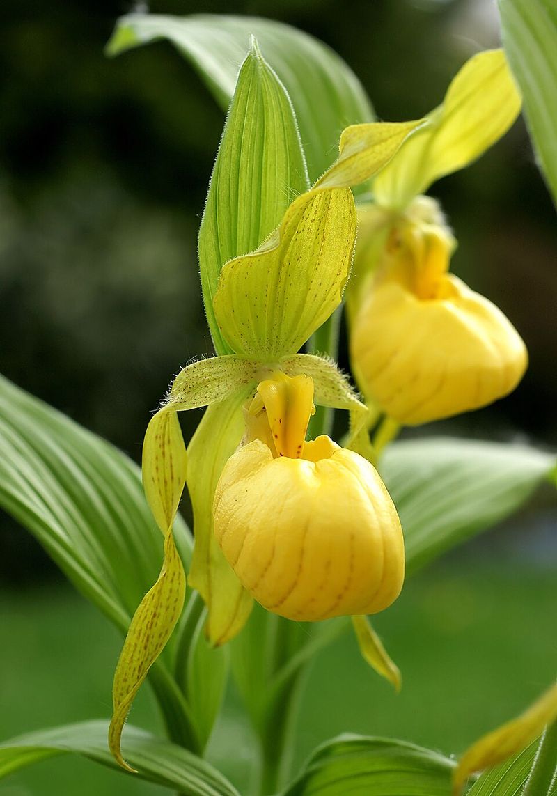 Yellow Lady's Slipper Yellow Lady's Slipper