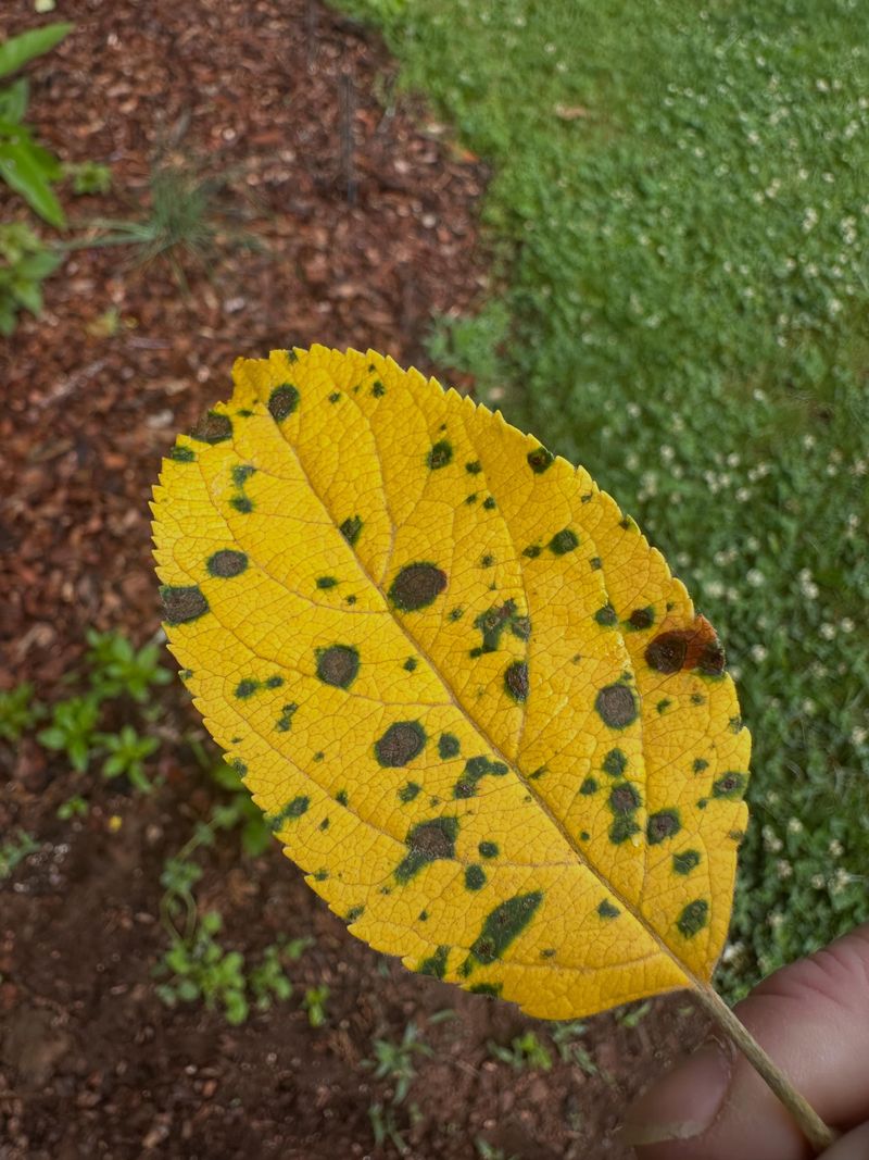 Yellow Leaves And Early Leaf Drop Can Reveal Deeper Stress Yellow Leaves And Early Leaf Drop Can Reveal Deeper Stress