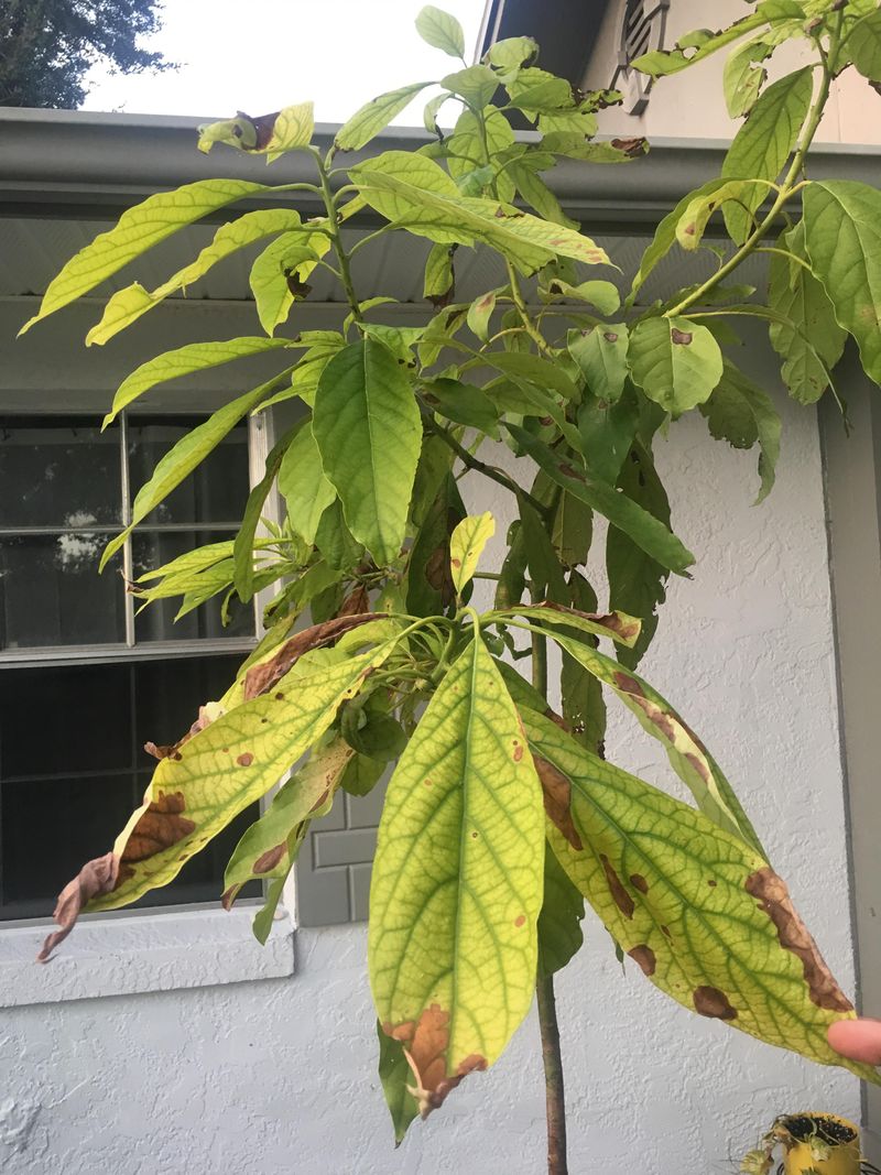 Yellow Leaves Can Be A Watering Warning