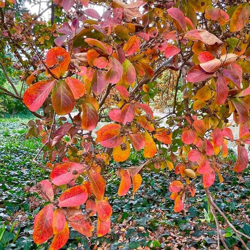 Yellow Orange And Red Can Follow Later In Fall Yellow Orange And Red Can Follow Later In Fall