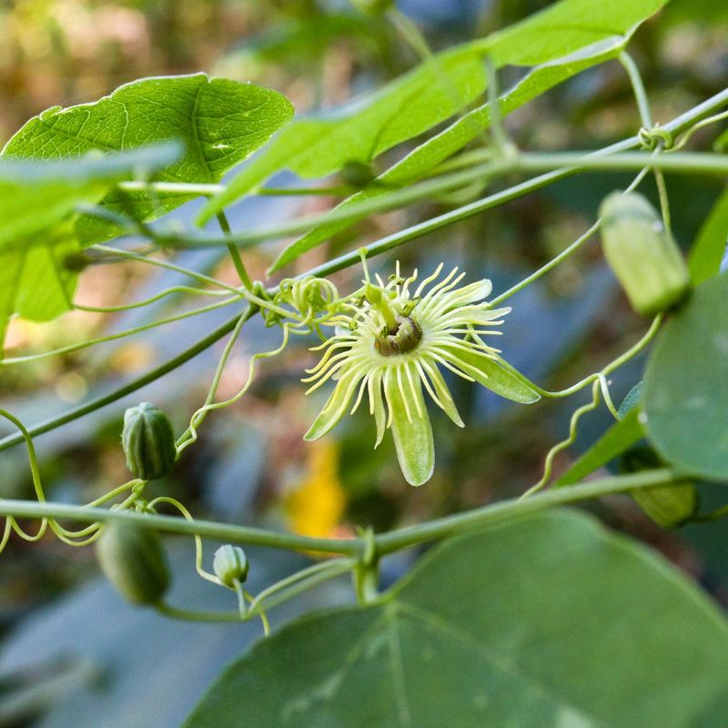 Yellow Passionflower Adds Delicate Growth Without A Massive Vine