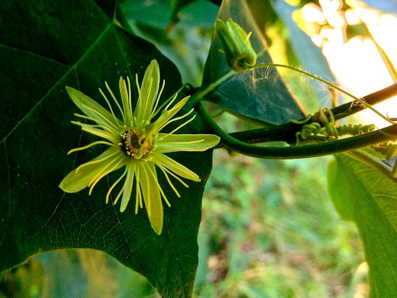 Yellow Passionflower Weaves Through Lighter Supports Yellow Passionflower Weaves Through Lighter Supports