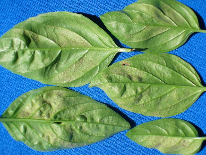 Yellow Patches Between The Veins Are The Warning To Watch For