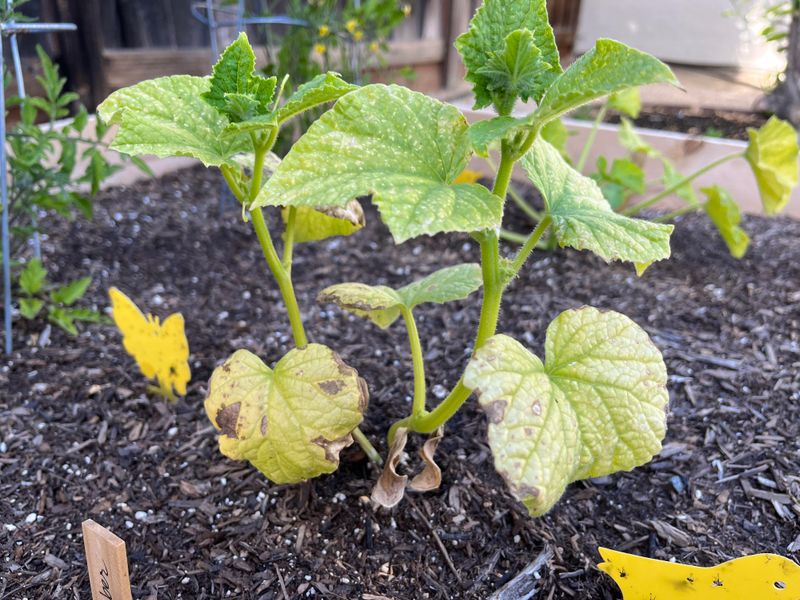 Yellow Plants May Have Stressed Roots Yellow Plants May Have Stressed Roots