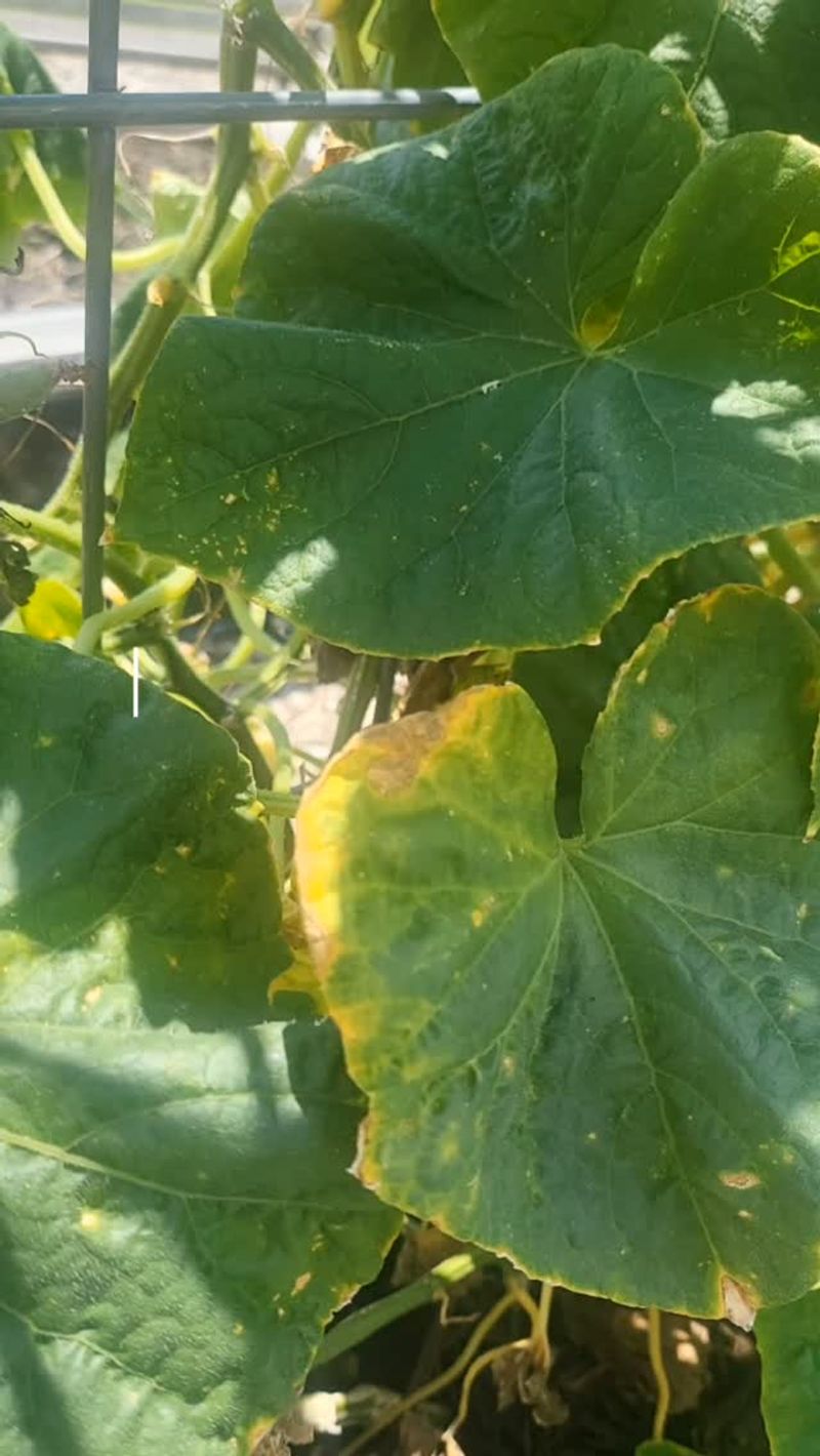 Yellow Spots Appear First Yellow Spots Appear First