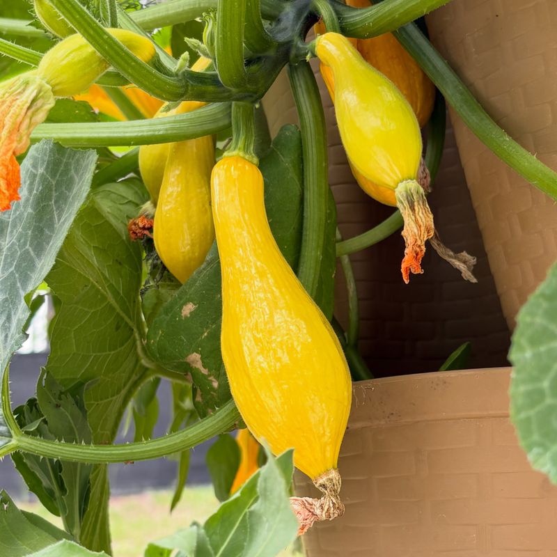 Yellow Squash Needs Frequent Picking Yellow Squash Needs Frequent Picking