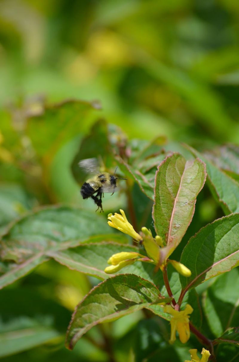 Yellow Summer Flowers Give Pollinators More Than A Yew Can Offer