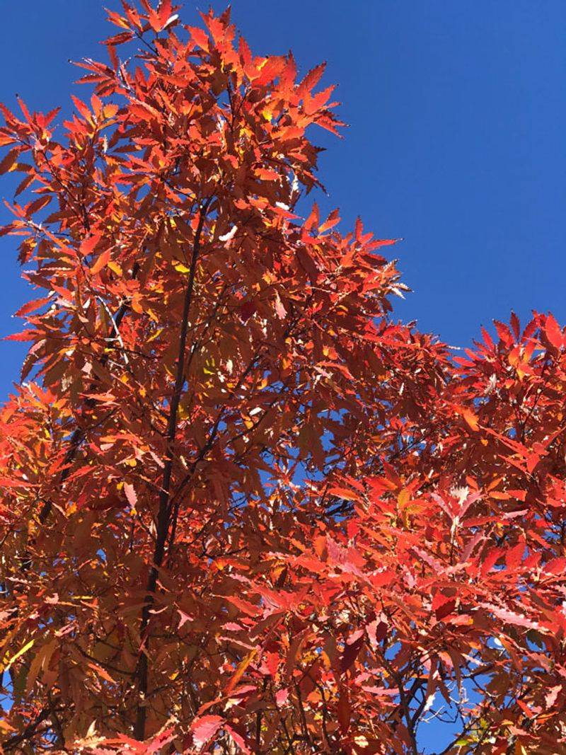 Yellow-To-Bronze Fall Color Adds Another Seasonal Payoff
